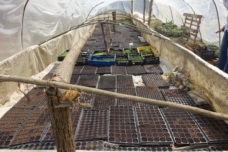 Bio-Setzlinge in Bošnjace