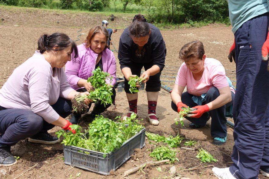 Paprika Setzlinge für den neuen Bio-Garten