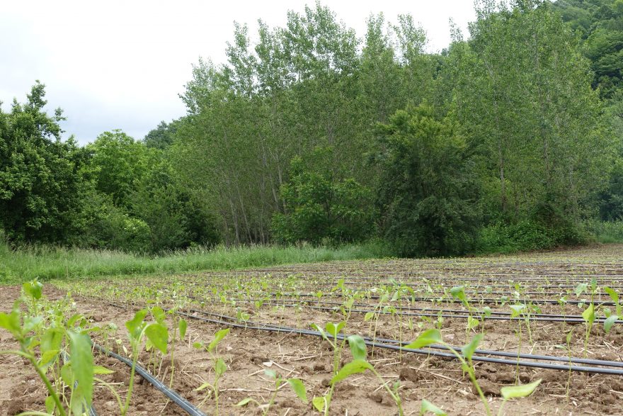 Der neue Biogarten mit frischen Setzlingen