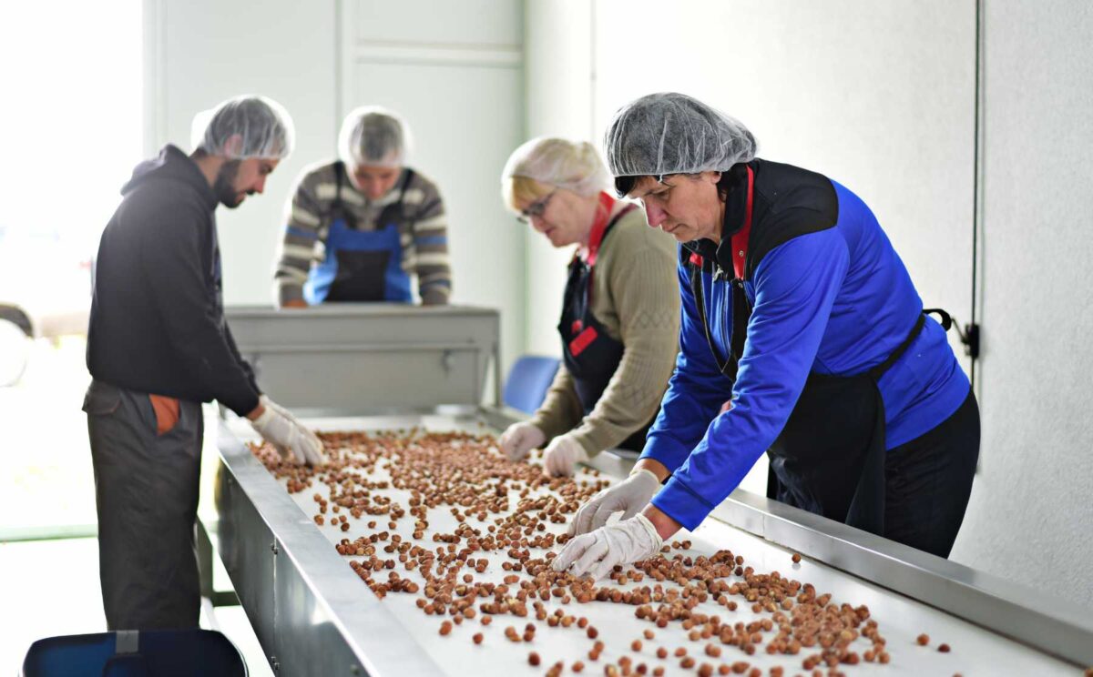 Auslese von Bio-Haselnüssen