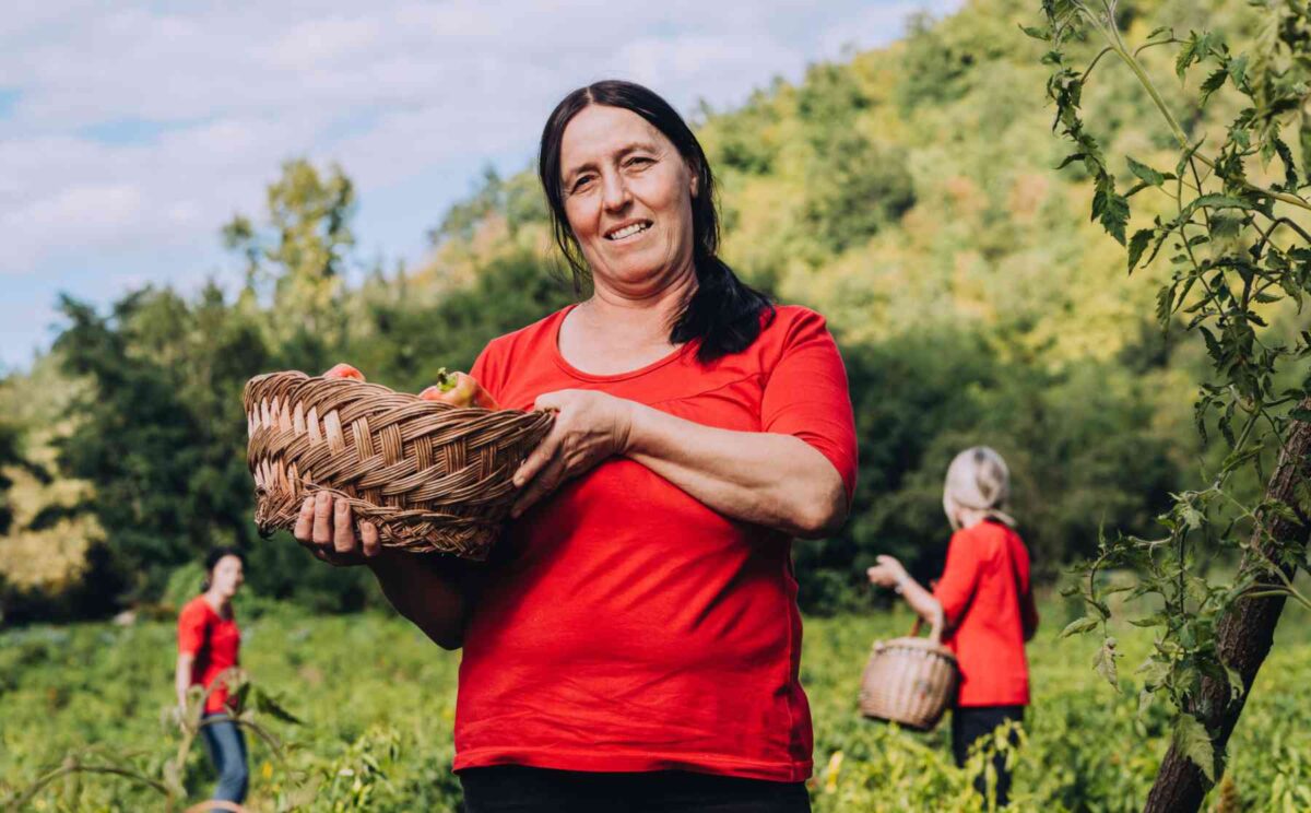Javorka bei der Ernte von BioPaprika für Tucana Paprika