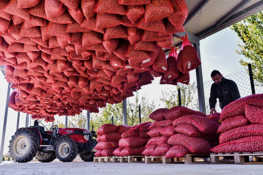 Bio-Haselnüsse aus Nordmazedonien werden getrocknet