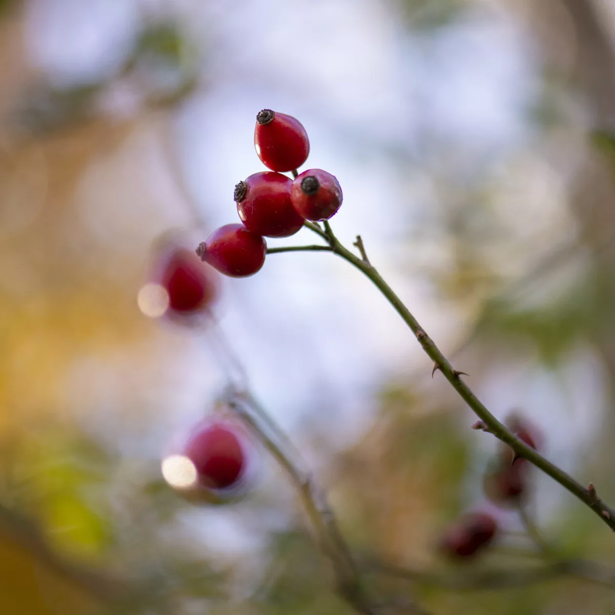 Hagebutten am Strauch