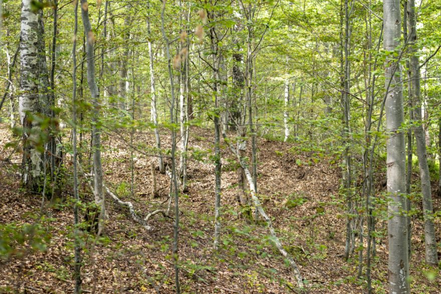 Laubwald im Balkan-Gebirge