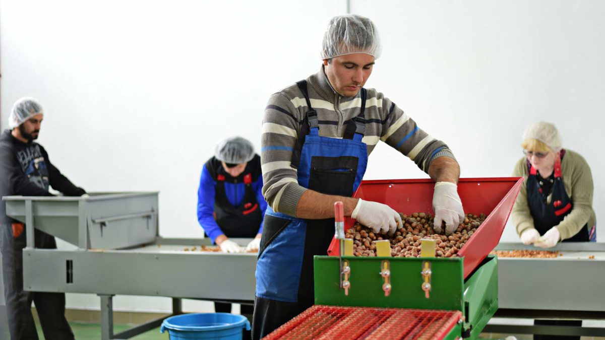 ArbeiterInnen bei der Selektion von Bi Haselnüssen