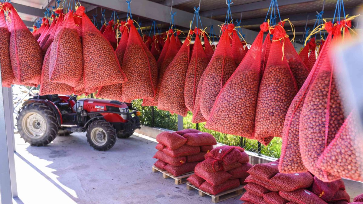Bio Haselnüsse beim Trocknen