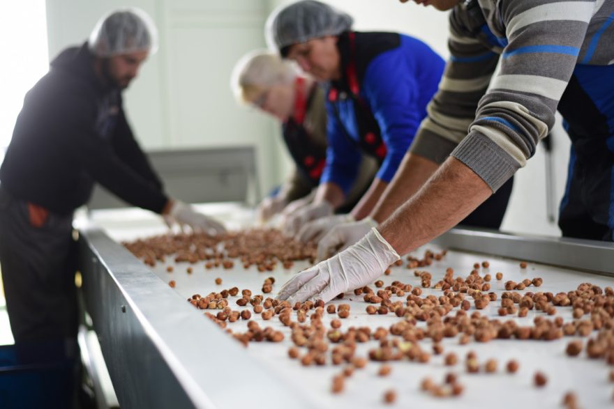 ArbeiterInnen bei der Auslese von Haselnüssen