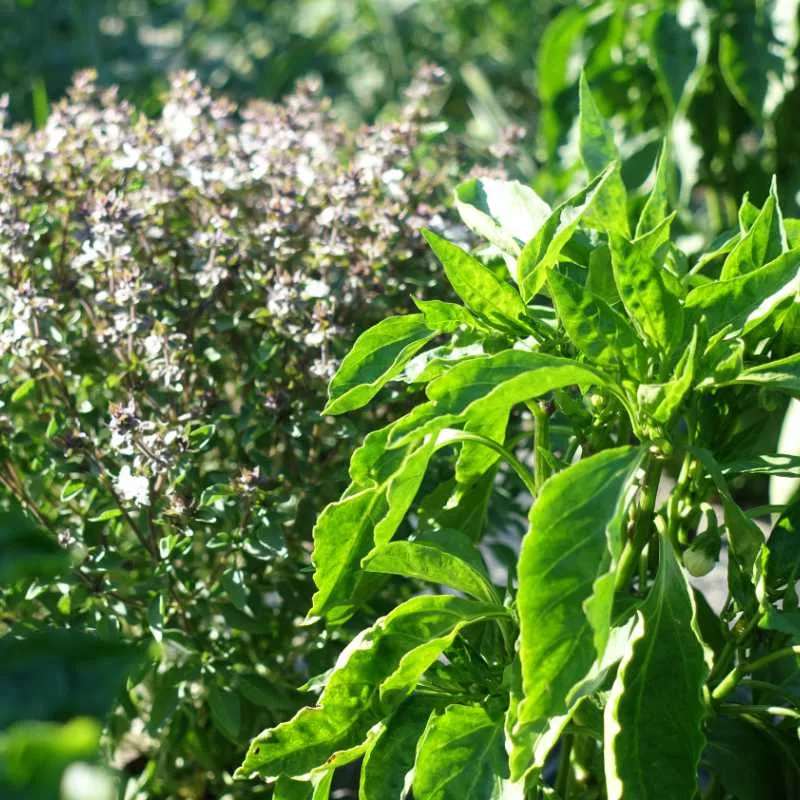 Bio-Kräuter am Feld von Lebane