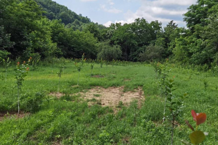 Junge Zwetschkenbäume bei Lebane in Südserbien