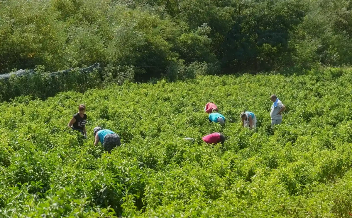 Ernte von Bio-Paprika bei Popovci