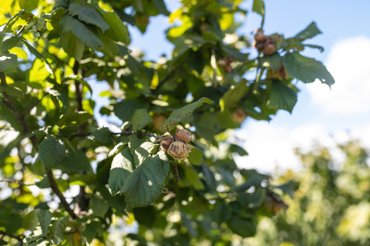 Reife Bio-Haselnuss in Nordmazedonien