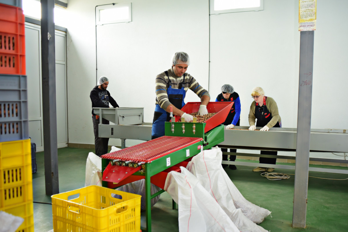 Händische Sortierung von Bio-Haselnüssen aus Struga am Ohrid-See