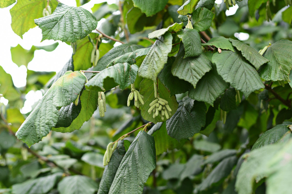 Blüte von Bio-Haselnuss-Stauden in Nordmazedonien