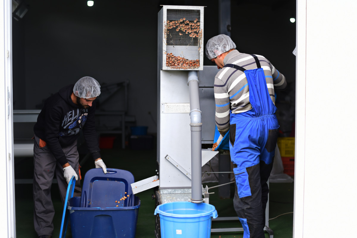 Entkernen von Bio-Haselnüssen am Ohrid-See