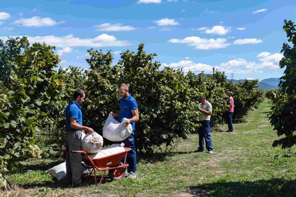 Haselnussernte in Struga am Ohrid-See