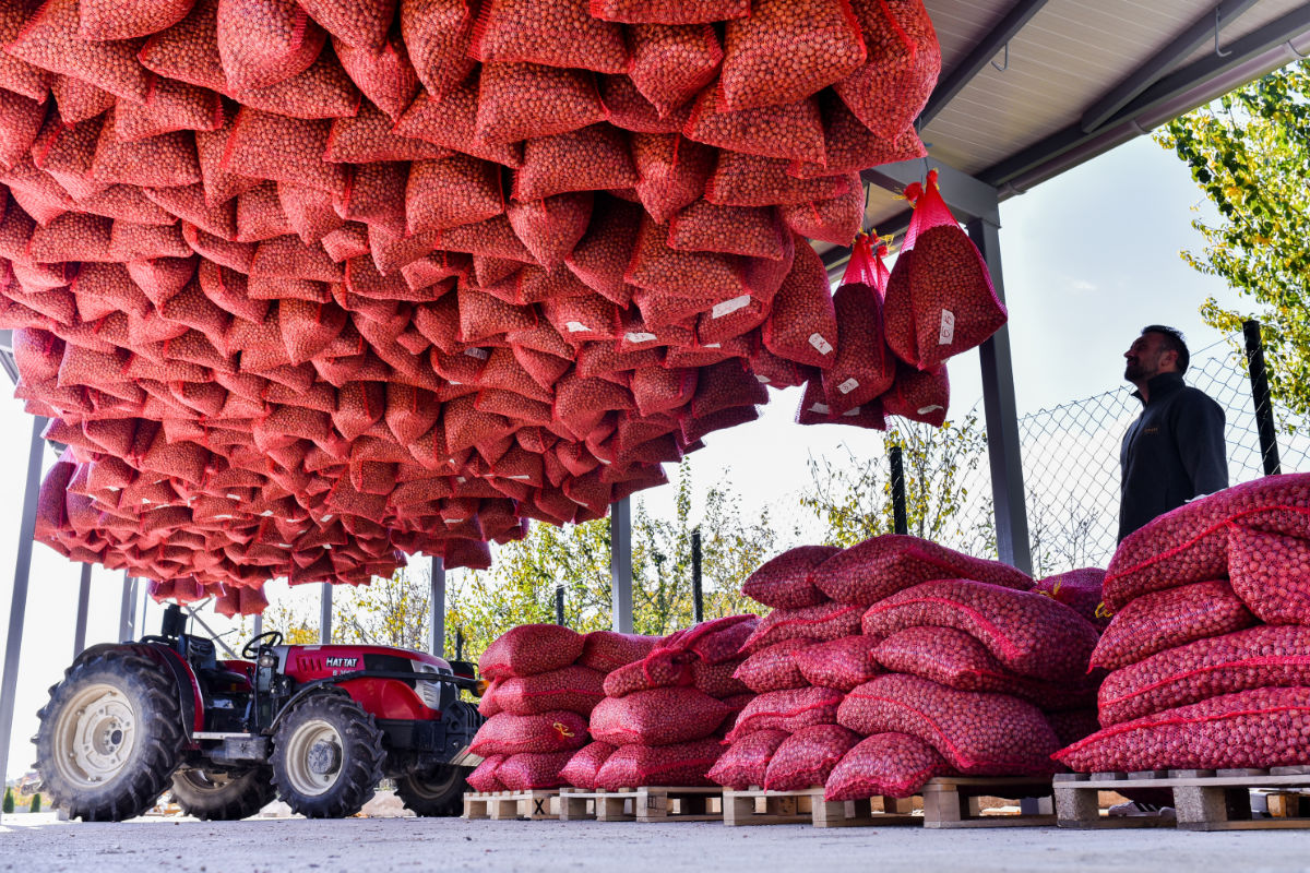 Trocknung von Bio-Haselnüssen in Struga am Ohrid-See