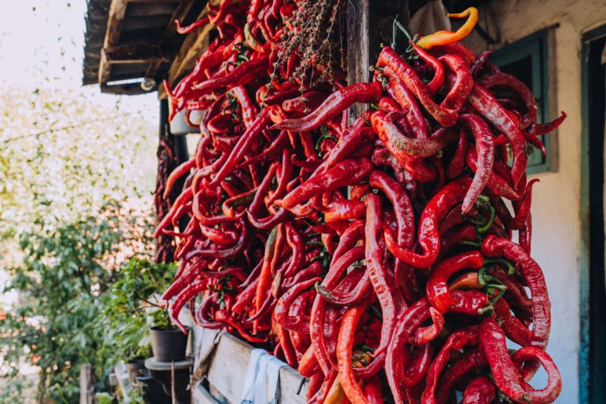 Rote Paprika, frisch zum Trocknen aufgehängt