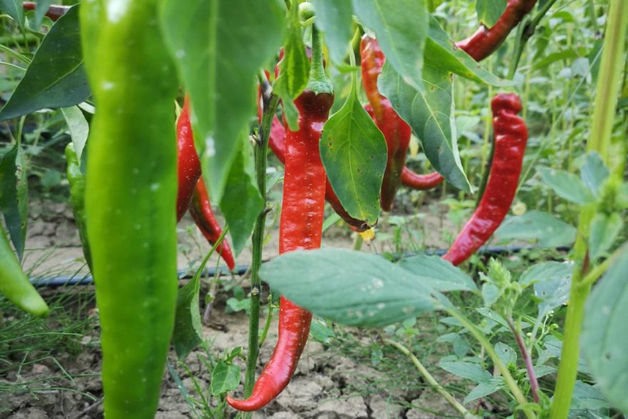 Rote Paprika der Sorte Šiljka auf dem Feld