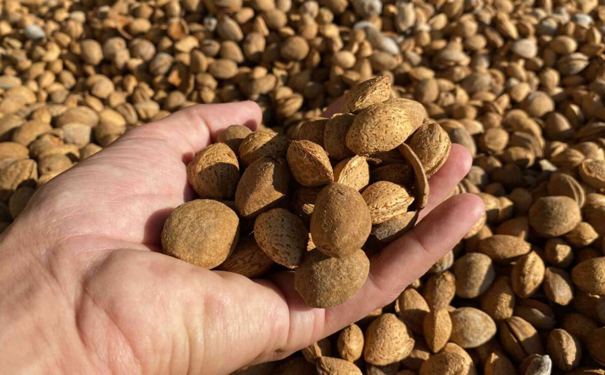 Bio Mandeln bei der Trocknung am Dojransee in Mazedonien