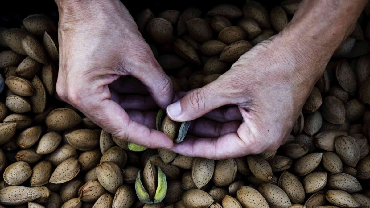 Bio Mandeln aus Nordmazedonien werden geschält