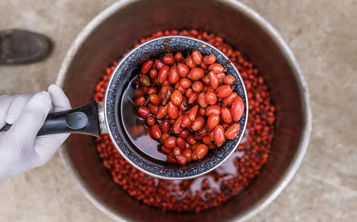 Bio Hagebutten werden gewaschen, ehe sie zu Sipurak für Bio Trio verarbeitet werden