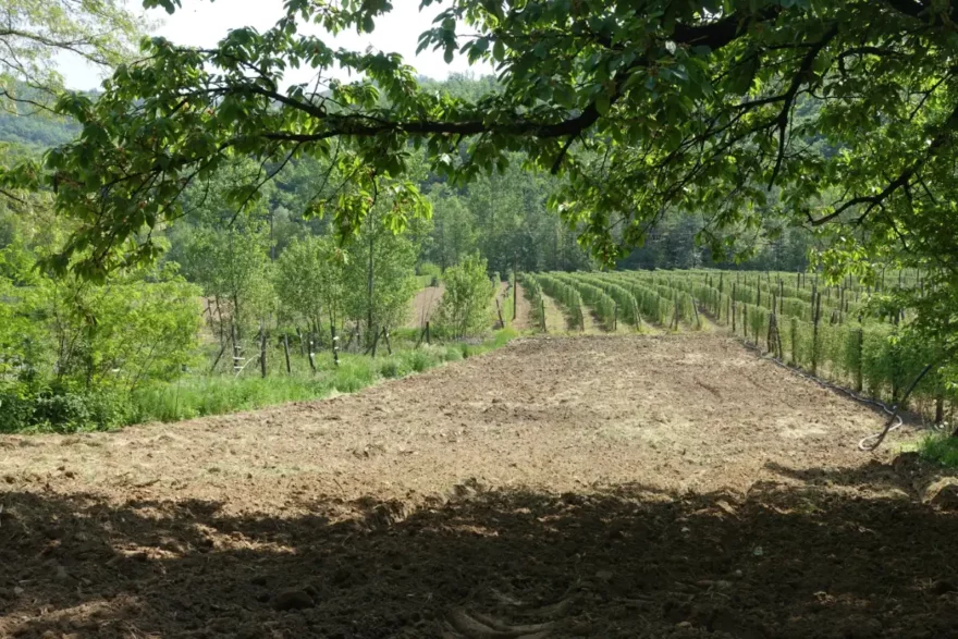 Frisch bestellter Acker bei Popovci