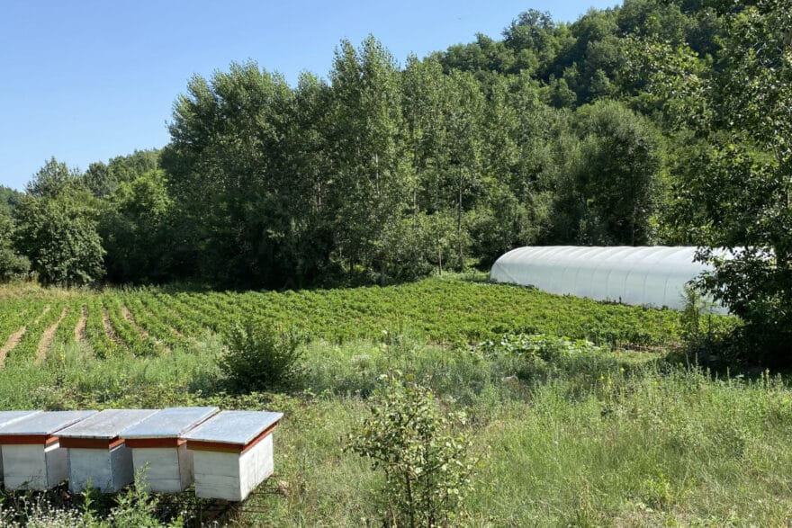 Bienenstöcke und ein Bio-Feld illustrieren, wie Bio am Balkan geht