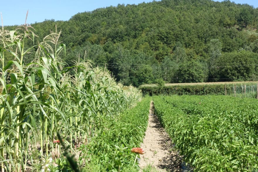 Ein Biogarten in bei Lebane in Serbien mit Mais als Schutz