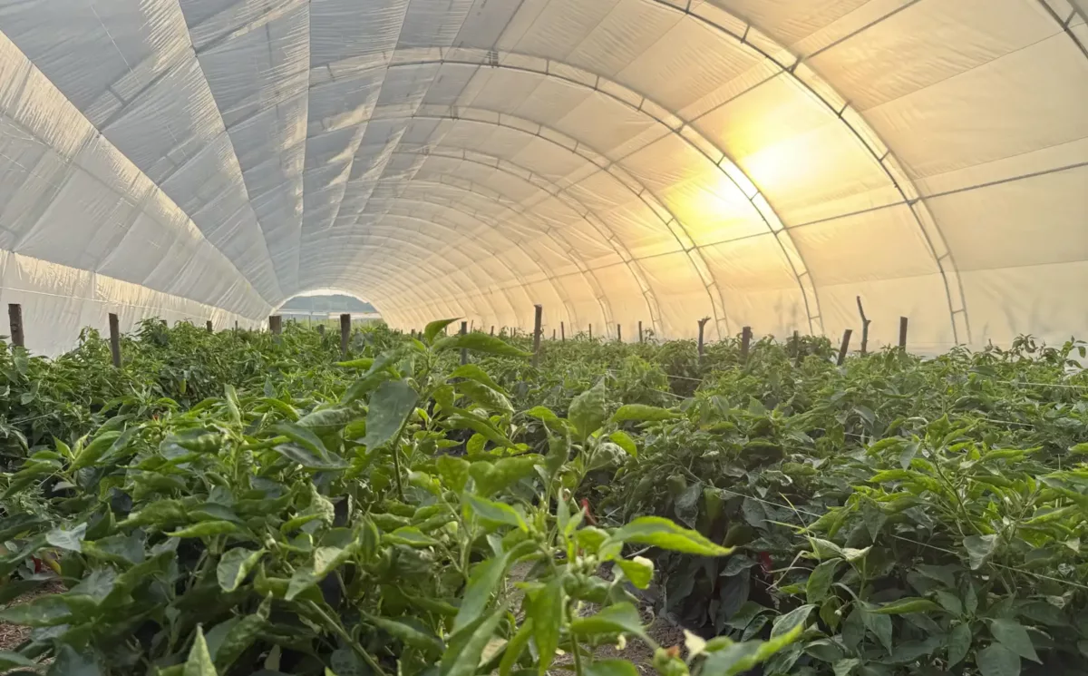 Ein Gewächshaus mit Bio-Paprika bei Lebane