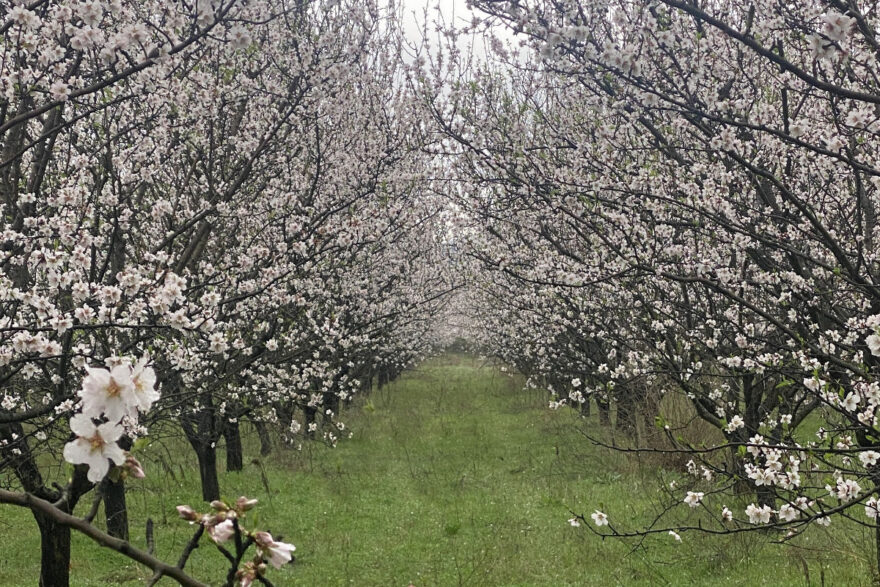 Blühende Bio Mandel-Bäume in Mazedonien