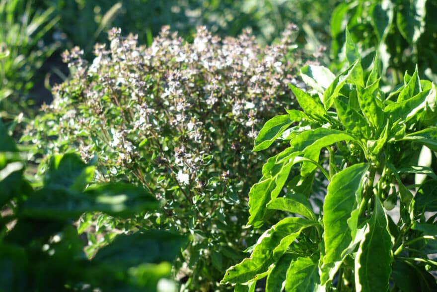Blühende Kräuter im Gemüsegarten