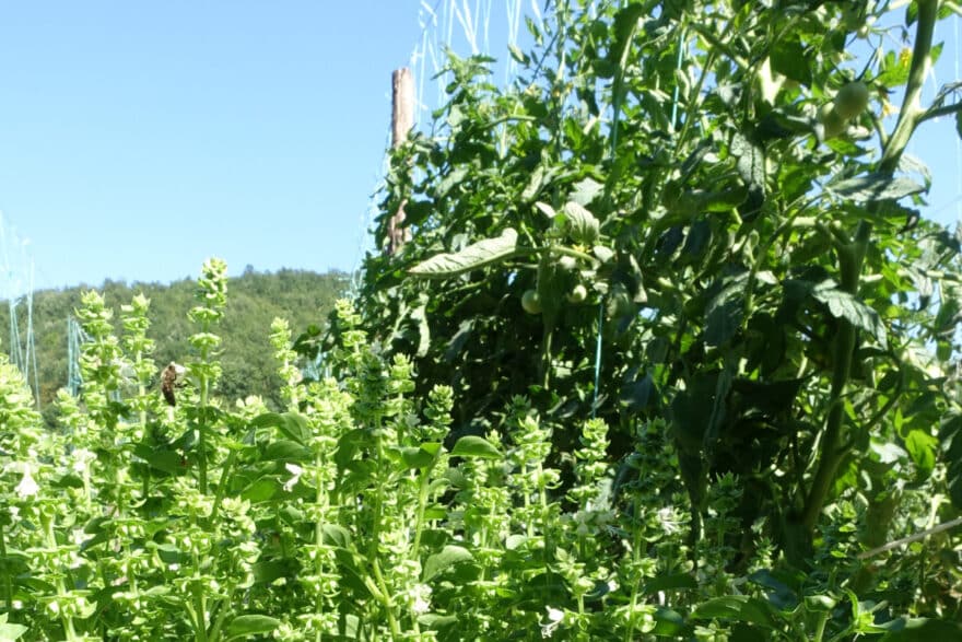 Eine dicke Biene im Bio-Kräutergarten