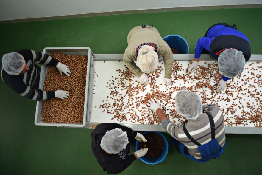 Händische Sortierung von Bio-Haselnüssen in Mazedonien