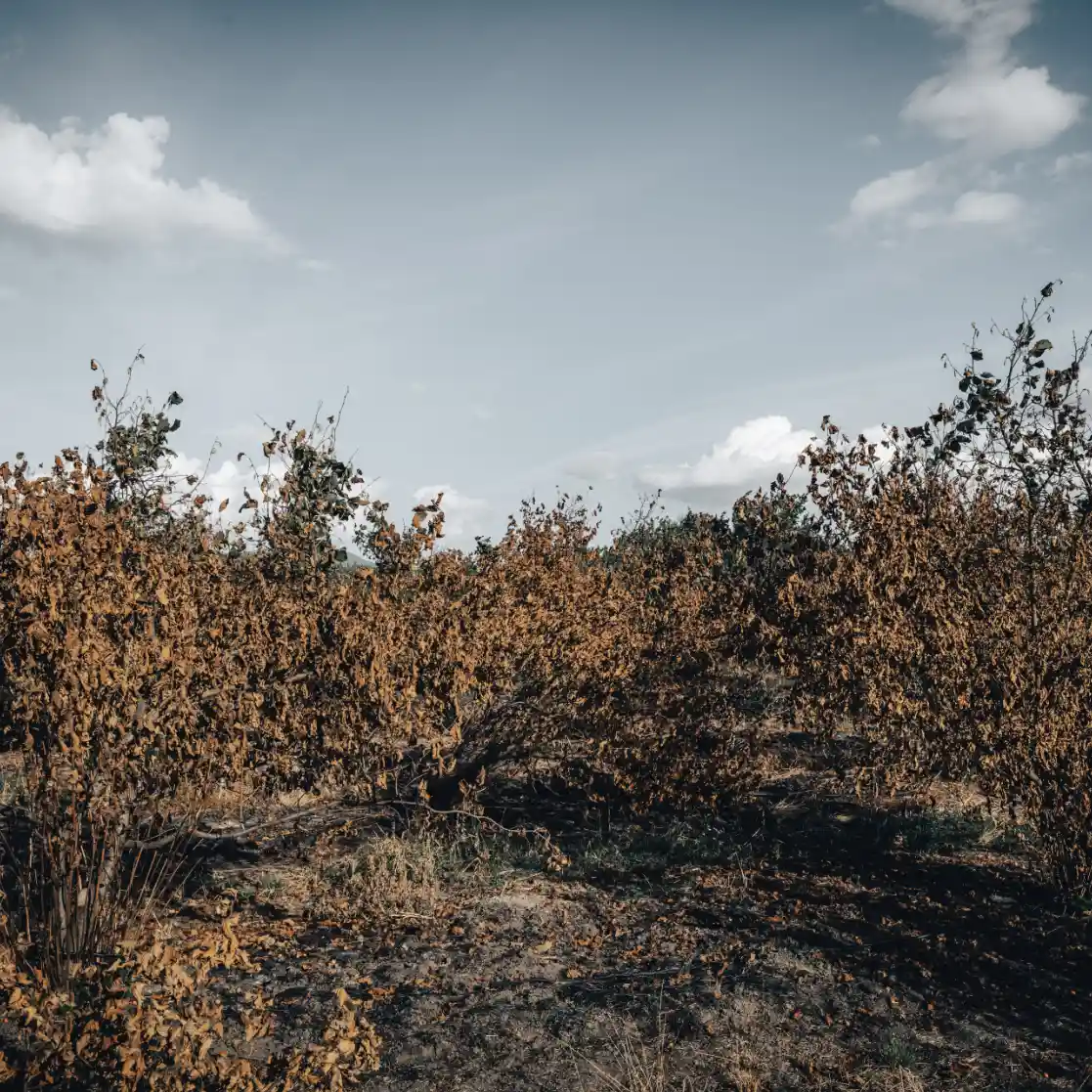 Bio-Haselnusssträucher nach einem Brand