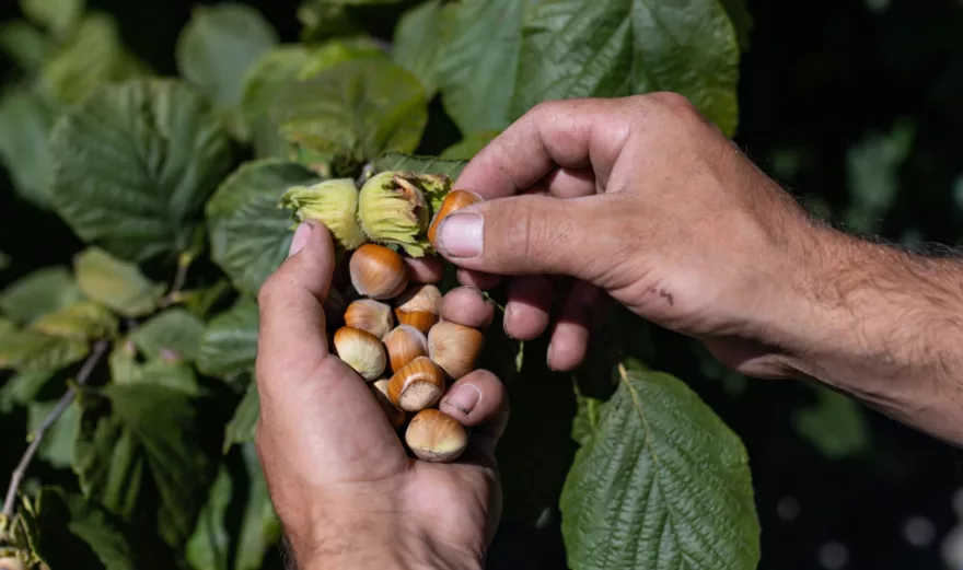 BioBalkan Kundenbefragung - Haselnüsse