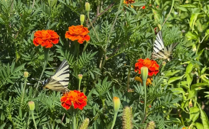 Schmetterlinge fühlen sich wohl am Feld von BioBalkan